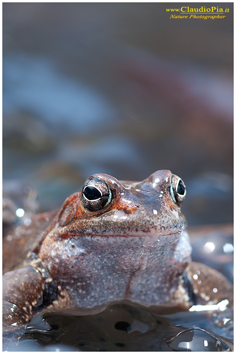  foto, rana temporaria, common frog, mating, eggs, deposizione, val d'aveto